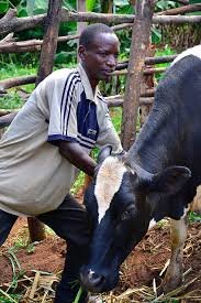 Burundi: Donation of Cattle to 6 Needy Families