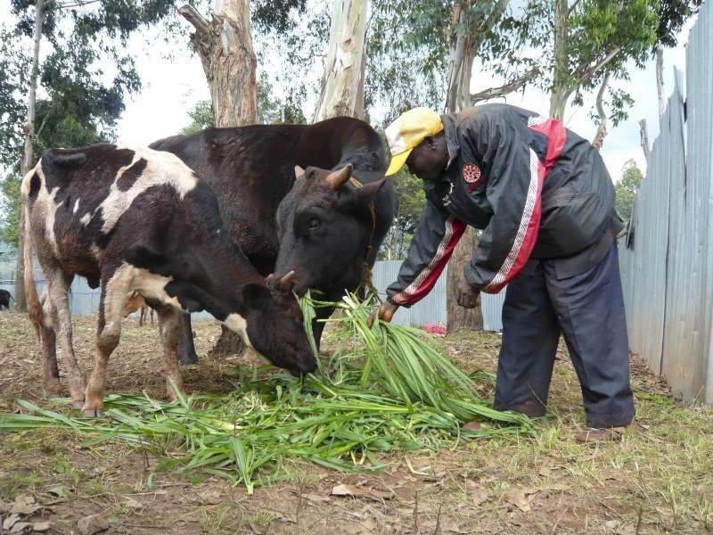 Burundi: Donation of Cattle to 6 Needy Families