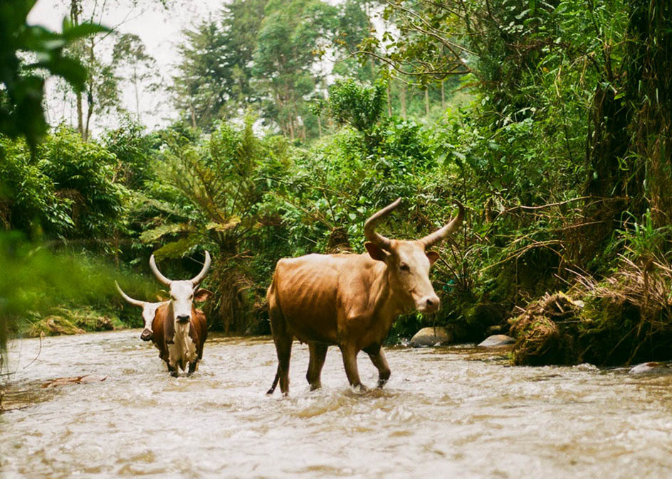 Burundi: Donation of Cattle to 6 Needy Families