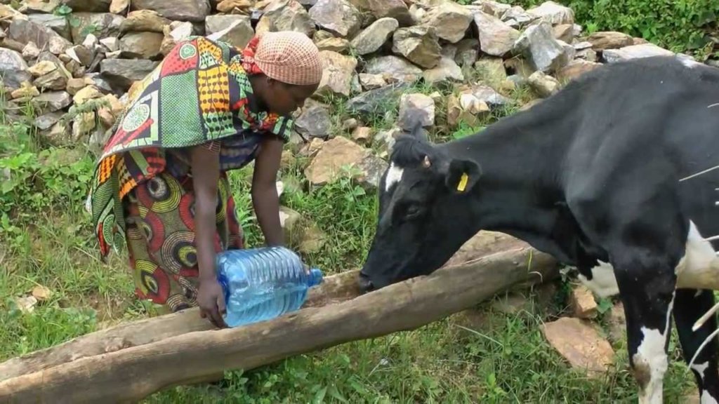 Burundi: Donation of Cattle to 6 Needy Families