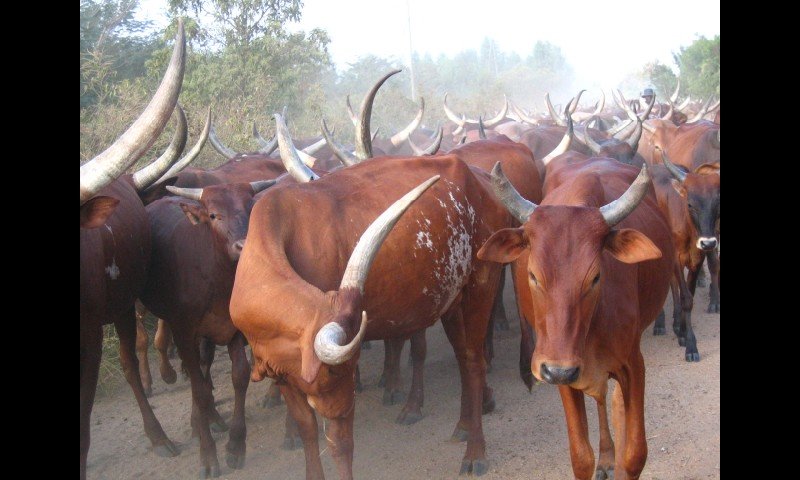 Burundi: Donation of Cattle to 6 Needy Families