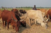Burundi: Donation of Cattle to 6 Needy Families