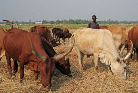 Burundi: Donation of Cattle to 6 Needy Families