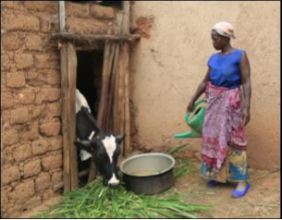 Esperance easily provides water for her cows