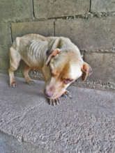 Chichi