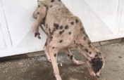 Change the lives of dogs and cats in Venezuela