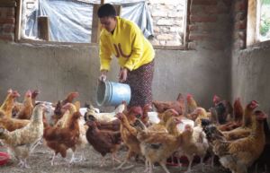 Farmer Mary feeds her chickens in her new coop