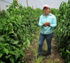 Kenia harvests peppers from the community plot