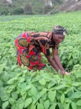 Vesina farming in Malawi