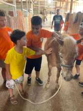 Petting ponies