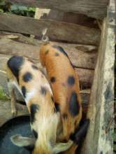 Our new piglets