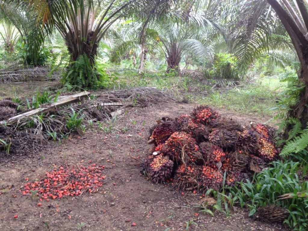 Grow a Farm for Father's House Orphanage