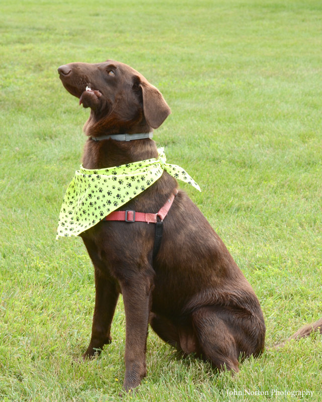 Dani's Kindness Education Project