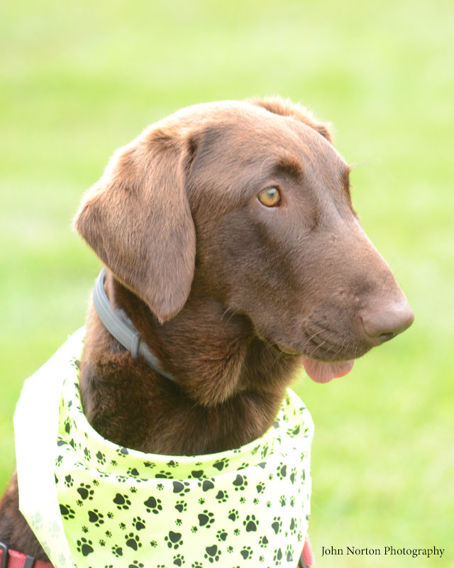 Dani's Kindness Education Project