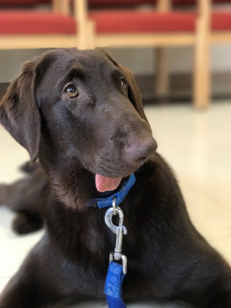 Dani's Kindness Education Project