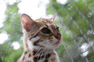 Leopard cat rescue from the illegal pet trade