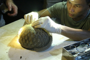 Pangolin fitted with a radio transmitter