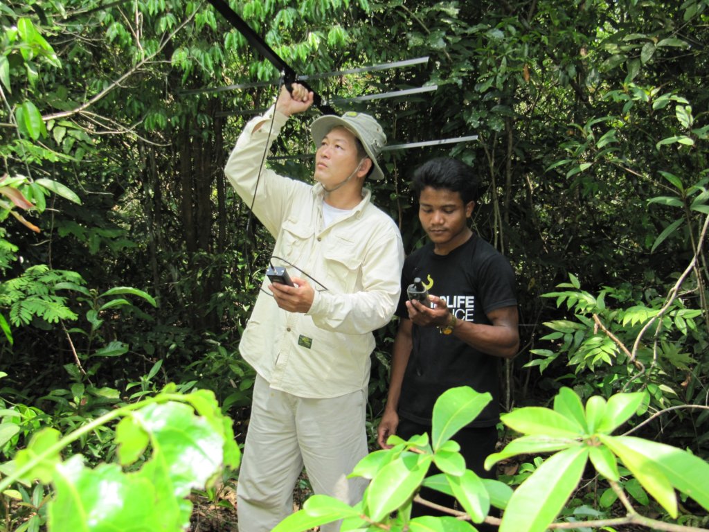 Radio collars for released wildlife in Cambodia