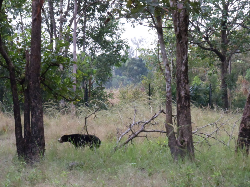 Radio collars for released wildlife in Cambodia