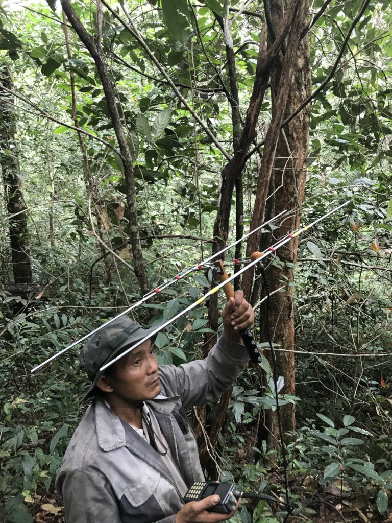 Radio collars for released wildlife in Cambodia