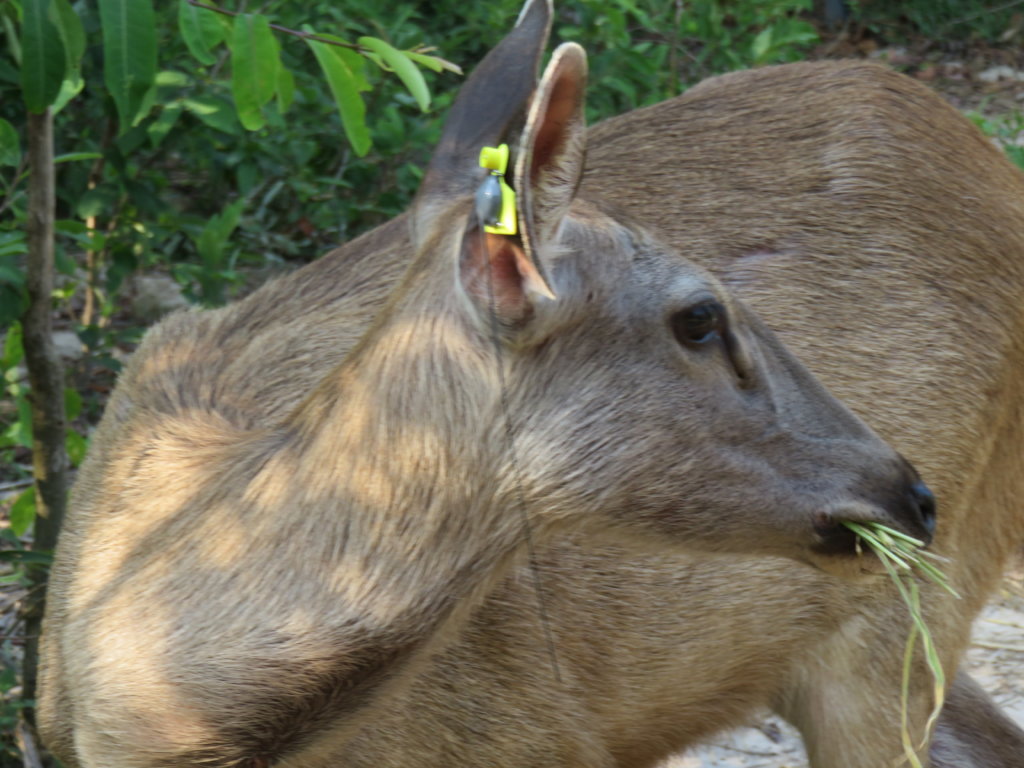 Radio collars for released wildlife in Cambodia