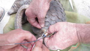 Released Pangolin Fitted with Radio Collar