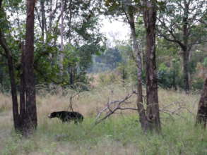 Sun Bear Awaiting Release