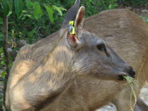 Sambar deer about to be released