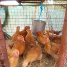 Huku (Chicken) Livelihoods Recovery Project