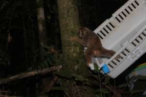 one of 3 slow loris enjoy their freedom