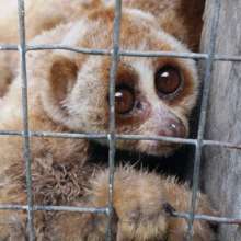 Doc.zoom photo one of loris rescued in B.Lawang