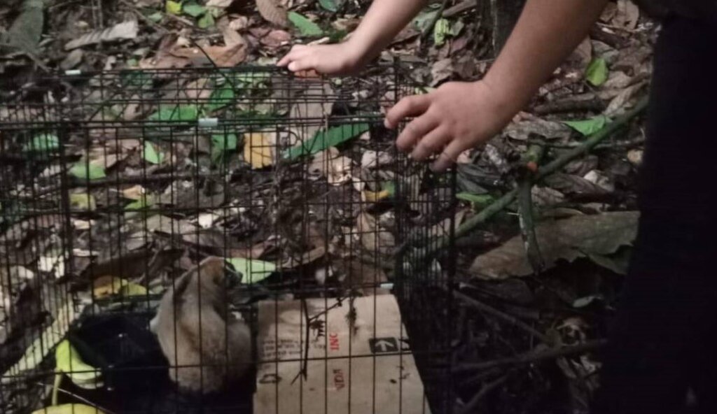 SLOW LORIS & WILDLIFE NEW REHABILITATION CENTER