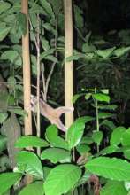 Mother(Jodini) and her Baby (berjuang) released