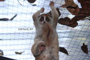 the baby pf Slow Loris was born in rehab center