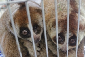 Doc poto 2 loris and 1 loris in blind left eye