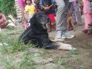 one of dog of slum villager