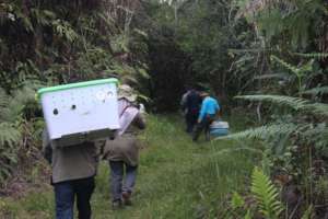 ISCP team released 3 Slow Loris in safe forest
