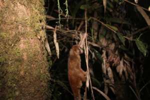 one of 3 slow loris enjoy their freedom in forest