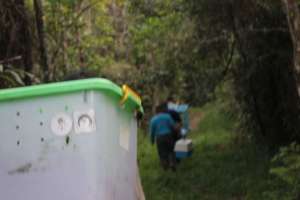 ISCP team released 3 Slow Loris in safe forest