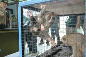 Slow loris secured frm Illegal trade in Medan 2018