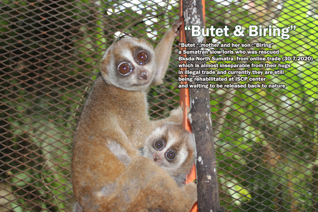 SLOW LORIS & WILDLIFE NEW REHABILITATION CENTER