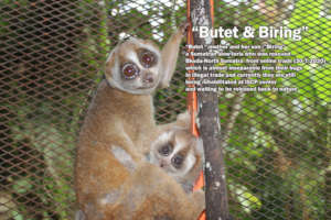 a mother and baby slow loris rescue by iscp