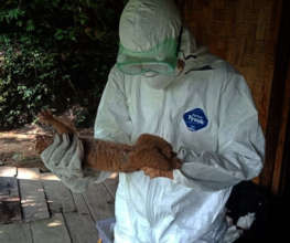 Rescue Slow loris in beginning of the entry of the