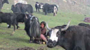 Milking a yak in high Himalayan pasture