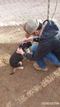 veterinarian Uriel Valdez applying anti-tick treat