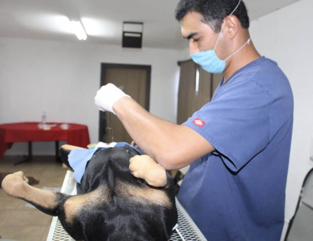 Rescue 100 Abandoned Dogs in Mexico