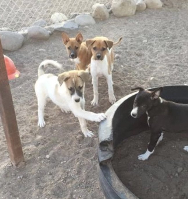 Rescue 100 Abandoned Dogs in Mexico