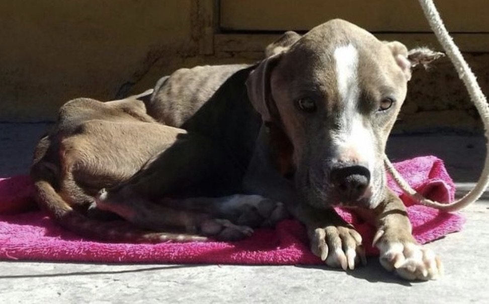 Rescue 100 Abandoned Dogs in Mexico
