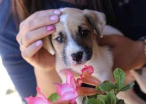 Adopted Puppy
