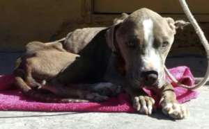 Rescue Dog